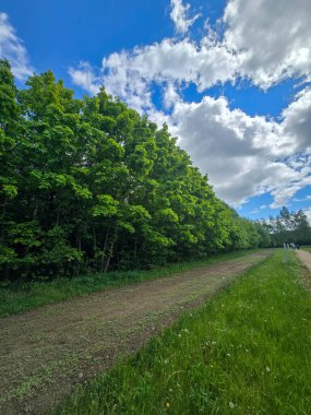 Dramatik bahar bulutları altında dekoratif ağaçların olduğu manzaralı orman yolu. Yeşillik ve barışçıl doğa atmosferi. Eko, açık hava ve manzara temaları için mükemmel..