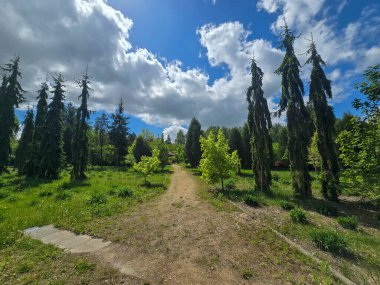 Dramatik bahar bulutları altında dekoratif ağaçların olduğu manzaralı orman yolu. Yeşillik ve barışçıl doğa atmosferi. Eko, açık hava ve manzara temaları için mükemmel..