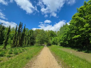 Dramatik bahar bulutları altında dekoratif ağaçların olduğu manzaralı orman yolu. Yeşillik ve barışçıl doğa atmosferi. Eko, açık hava ve manzara temaları için mükemmel..