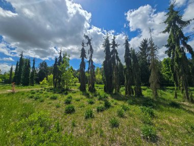 Dramatik bahar bulutları altında dekoratif ağaçların olduğu manzaralı orman yolu. Yeşillik ve barışçıl doğa atmosferi. Eko, açık hava ve manzara temaları için mükemmel..