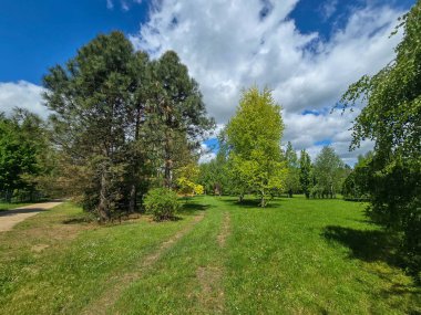Dramatik bahar bulutları altında dekoratif ağaçların olduğu manzaralı orman yolu. Yeşillik ve barışçıl doğa atmosferi. Eko, açık hava ve manzara temaları için mükemmel..
