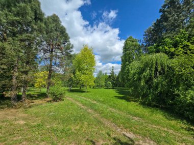 Dramatik bahar bulutları altında dekoratif ağaçların olduğu manzaralı orman yolu. Yeşillik ve barışçıl doğa atmosferi. Eko, açık hava ve manzara temaları için mükemmel..