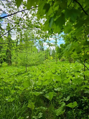 Solunda kozalaklı ağaçların yoğun olduğu bahar manzarası ve sağında yaprak döken ağaçlarla açık bir park. Canlı yeşil çimenler, mavi gökyüzü ve bulutlar kontrastı ve doğal dengeyi artırır.