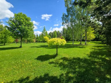 Solunda kozalaklı ağaçların yoğun olduğu bahar manzarası ve sağında yaprak döken ağaçlarla açık bir park. Canlı yeşil çimenler, mavi gökyüzü ve bulutlar kontrastı ve doğal dengeyi artırır.