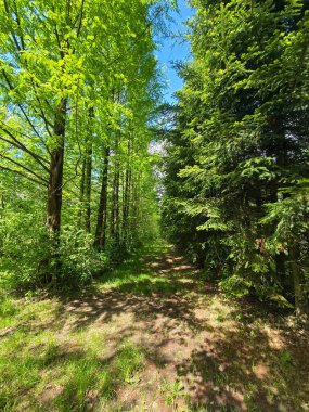 Solunda kozalaklı ağaçların yoğun olduğu bahar manzarası ve sağında yaprak döken ağaçlarla açık bir park. Canlı yeşil çimenler, mavi gökyüzü ve bulutlar kontrastı ve doğal dengeyi artırır.