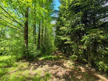 Solunda kozalaklı ağaçların yoğun olduğu bahar manzarası ve sağında yaprak döken ağaçlarla açık bir park. Canlı yeşil çimenler, mavi gökyüzü ve bulutlar kontrastı ve doğal dengeyi artırır.