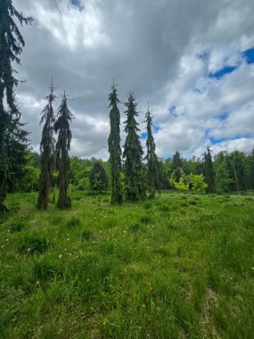 Karanlık ve yeşil ormandan açık yeşil gökyüzünün altındaki parlak yaprak döken parka canlı bir geçiş. Yeşillik ve ışığın karşıtlığı mevsimsel değişimi ve doğal uyumu sembolize eder..