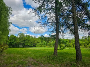 Karanlık ve yeşil ormandan açık yeşil gökyüzünün altındaki parlak yaprak döken parka canlı bir geçiş. Yeşillik ve ışığın karşıtlığı mevsimsel değişimi ve doğal uyumu sembolize eder..