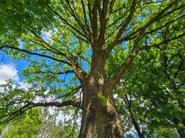 Geniş bir tacı olan güçlü bir ağaç parlak bir gökyüzüne karşı duruyor. Doğal simetri ve yeşillik gücü, dengeyi ve sakinliği sembolize eder. Doğa ve kavramsal temalar için mükemmel