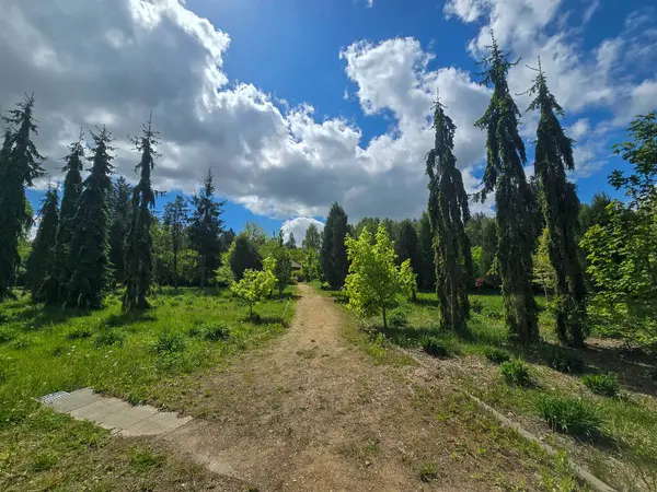 Dramatik bahar bulutları altında dekoratif ağaçların olduğu manzaralı orman yolu. Yeşillik ve barışçıl doğa atmosferi. Eko, açık hava ve manzara temaları için mükemmel..