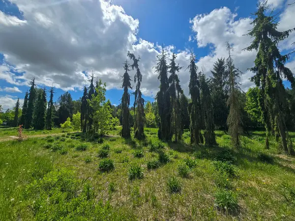 Dramatik bahar bulutları altında dekoratif ağaçların olduğu manzaralı orman yolu. Yeşillik ve barışçıl doğa atmosferi. Eko, açık hava ve manzara temaları için mükemmel..