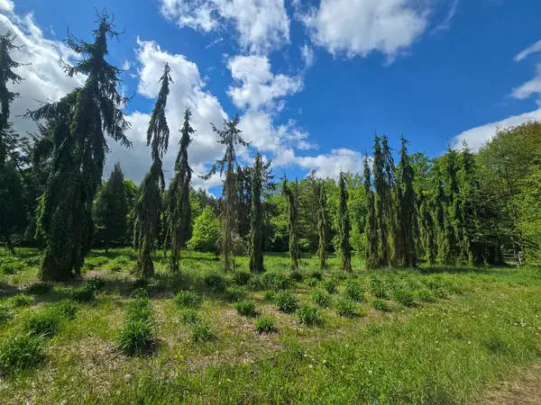 Dramatik bahar bulutları altında dekoratif ağaçların olduğu manzaralı orman yolu. Yeşillik ve barışçıl doğa atmosferi. Eko, açık hava ve manzara temaları için mükemmel..