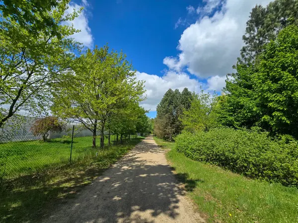 Dramatik bahar bulutları altında dekoratif ağaçların olduğu manzaralı orman yolu. Yeşillik ve barışçıl doğa atmosferi. Eko, açık hava ve manzara temaları için mükemmel..