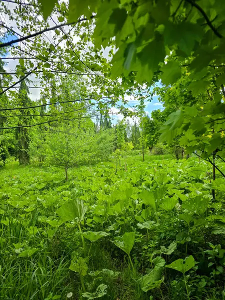 Solunda kozalaklı ağaçların yoğun olduğu bahar manzarası ve sağında yaprak döken ağaçlarla açık bir park. Canlı yeşil çimenler, mavi gökyüzü ve bulutlar kontrastı ve doğal dengeyi artırır.
