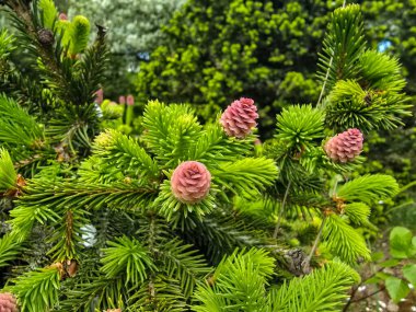 Genç kozalaklı kozalaklı ağaçların yakın çekimi büyümeyi ve yenilenmeyi simgeliyor. Bahar, ekoloji ve orman temaları için mükemmel..
