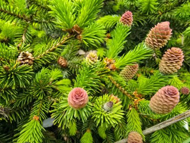 Genç kozalaklı kozalaklı ağaçların yakın çekimi büyümeyi ve yenilenmeyi simgeliyor. Bahar, ekoloji ve orman temaları için mükemmel..