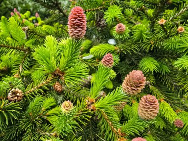 Genç kozalaklı kozalaklı ağaçların yakın çekimi büyümeyi ve yenilenmeyi simgeliyor. Bahar, ekoloji ve orman temaları için mükemmel..