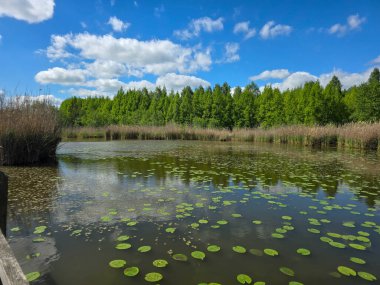 Çiçekli nilüferlerle güzel güneşli göl manzarası. Web siteleri, reklamlar, posterler ve medya için mükemmel. Yüksek kalite, doğal renkler, dingin atmosfer