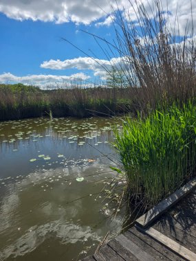Çiçekli nilüferlerle güzel güneşli göl manzarası. Web siteleri, reklamlar, posterler ve medya için mükemmel. Yüksek kalite, doğal renkler, dingin atmosfer