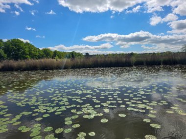 Çiçekli nilüferlerle güzel güneşli göl manzarası. Web siteleri, reklamlar, posterler ve medya için mükemmel. Yüksek kalite, doğal renkler, dingin atmosfer