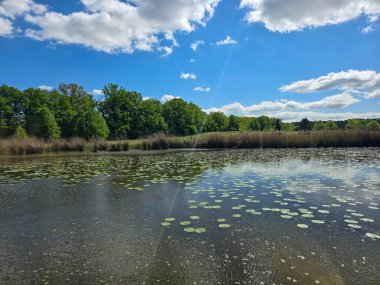 Çiçekli nilüferlerle güzel güneşli göl manzarası. Web siteleri, reklamlar, posterler ve medya için mükemmel. Yüksek kalite, doğal renkler, dingin atmosfer