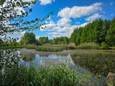 Çiçekli nilüferlerle güzel güneşli göl manzarası. Web siteleri, reklamlar, posterler ve medya için mükemmel. Yüksek kalite, doğal renkler, dingin atmosfer