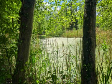 Su ve ürkünç ağaç yansımaları gibi aynalarla dolu atmosferik orman bataklığı. Kitap kapakları, fantezi korku medyası ve ekolojik projeler için mükemmel. Mistik titreşimli ultra HD, karamsar doğa fotoğrafçılığı.