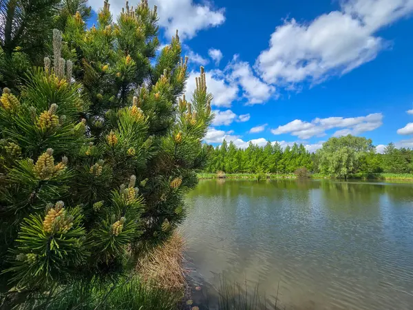 Parlak mavi gökyüzünün altında nefes kesici bir göl manzarası. Kristal berrak su, yemyeşil kıyılar ve mükemmel yansımalar. Seyahat, reklam, web siteleri ve duvar kağıtları için ideal. Yüksek kalite, doğal güzellik.