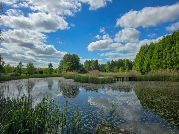 Çiçekli nilüferlerle güzel güneşli göl manzarası. Web siteleri, reklamlar, posterler ve medya için mükemmel. Yüksek kalite, doğal renkler, dingin atmosfer