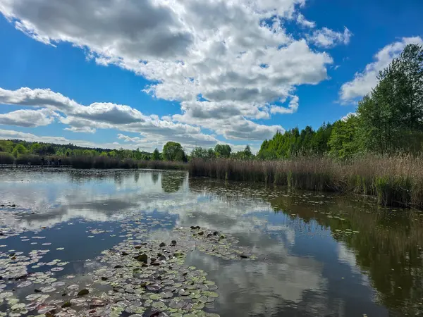 Çiçekli nilüferlerle güzel güneşli göl manzarası. Web siteleri, reklamlar, posterler ve medya için mükemmel. Yüksek kalite, doğal renkler, dingin atmosfer