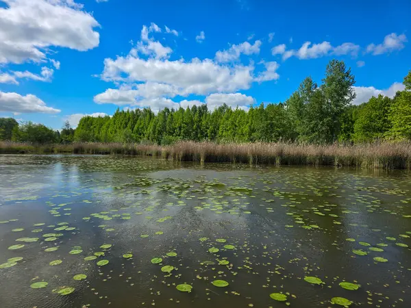 Çiçekli nilüferlerle güzel güneşli göl manzarası. Web siteleri, reklamlar, posterler ve medya için mükemmel. Yüksek kalite, doğal renkler, dingin atmosfer
