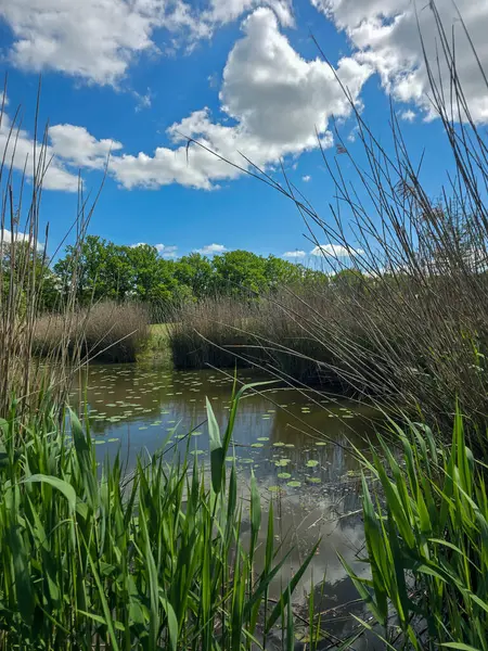 Çiçekli nilüferlerle güzel güneşli göl manzarası. Web siteleri, reklamlar, posterler ve medya için mükemmel. Yüksek kalite, doğal renkler, dingin atmosfer
