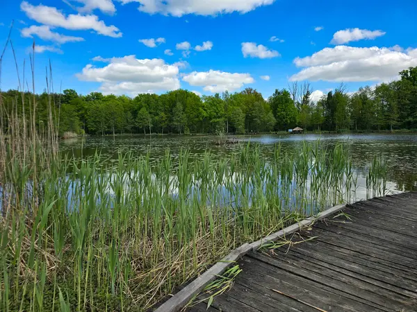 Çiçekli nilüferlerle güzel güneşli göl manzarası. Web siteleri, reklamlar, posterler ve medya için mükemmel. Yüksek kalite, doğal renkler, dingin atmosfer