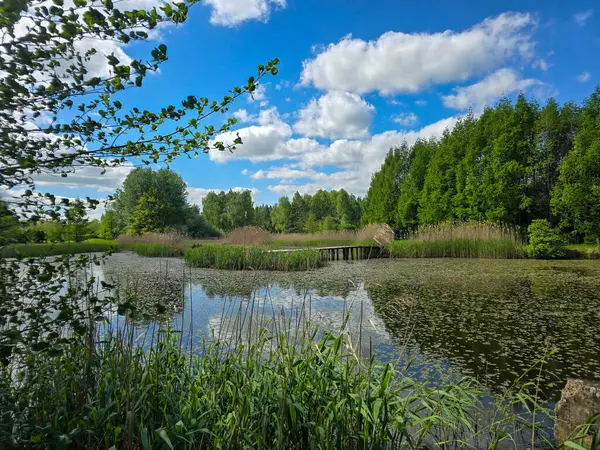 Çiçekli nilüferlerle güzel güneşli göl manzarası. Web siteleri, reklamlar, posterler ve medya için mükemmel. Yüksek kalite, doğal renkler, dingin atmosfer