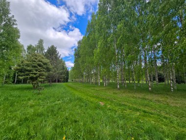 Manikürlü botanik bahçeleri boyunca gün ışığında gümüş huş ağaçları. Eğitim içeriği, turizm ve tasarım için mükemmel. Bilimsel ortamda doğal güzellik
