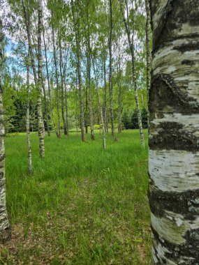 Manikürlü botanik bahçeleri boyunca gün ışığında gümüş huş ağaçları. Eğitim içeriği, turizm ve tasarım için mükemmel. Bilimsel ortamda doğal güzellik