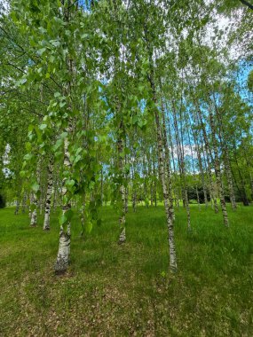 Manikürlü botanik bahçeleri boyunca gün ışığında gümüş huş ağaçları. Eğitim içeriği, turizm ve tasarım için mükemmel. Bilimsel ortamda doğal güzellik
