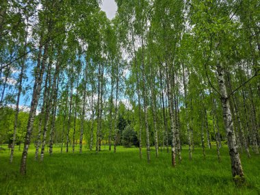 Manikürlü botanik bahçeleri boyunca gün ışığında gümüş huş ağaçları. Eğitim içeriği, turizm ve tasarım için mükemmel. Bilimsel ortamda doğal güzellik