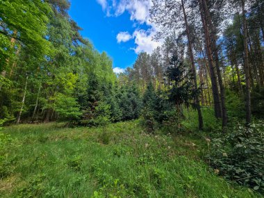 Bahar ormanlarında yemyeşil ve kır çiçekleri. Çevre projeleri, turizm ve refah içeriği için mükemmel. Yüksek çözünürlük, canlı renkler, doğal uyum atmosferi.