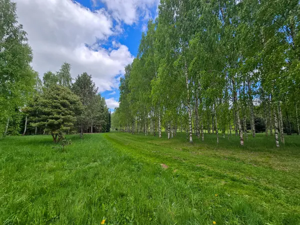 Manikürlü botanik bahçeleri boyunca gün ışığında gümüş huş ağaçları. Eğitim içeriği, turizm ve tasarım için mükemmel. Bilimsel ortamda doğal güzellik