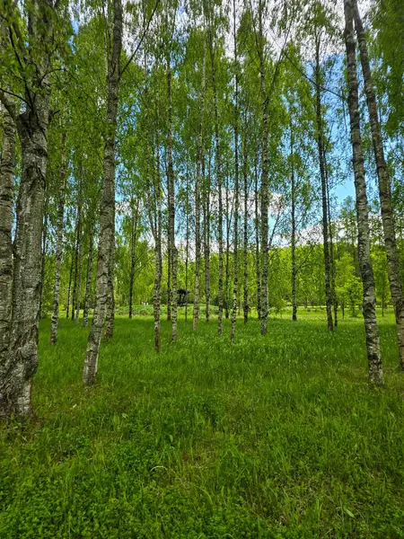Manikürlü botanik bahçeleri boyunca gün ışığında gümüş huş ağaçları. Eğitim içeriği, turizm ve tasarım için mükemmel. Bilimsel ortamda doğal güzellik