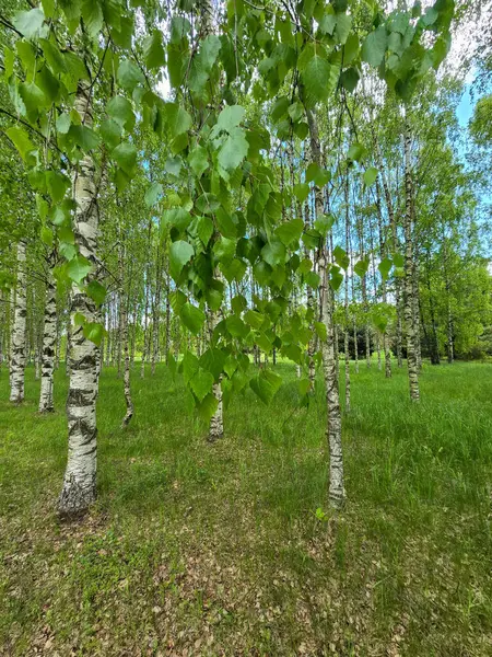 Manikürlü botanik bahçeleri boyunca gün ışığında gümüş huş ağaçları. Eğitim içeriği, turizm ve tasarım için mükemmel. Bilimsel ortamda doğal güzellik