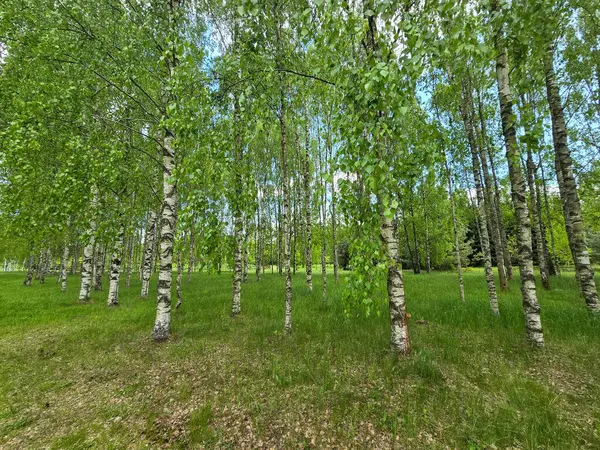 Manikürlü botanik bahçeleri boyunca gün ışığında gümüş huş ağaçları. Eğitim içeriği, turizm ve tasarım için mükemmel. Bilimsel ortamda doğal güzellik