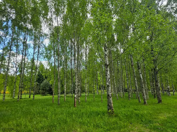 Manikürlü botanik bahçeleri boyunca gün ışığında gümüş huş ağaçları. Eğitim içeriği, turizm ve tasarım için mükemmel. Bilimsel ortamda doğal güzellik