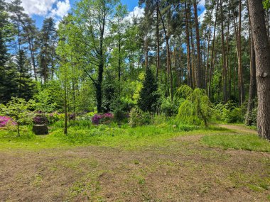 Bahar ormanlarında yemyeşil ve kır çiçekleri. Çevre projeleri, turizm ve refah içeriği için mükemmel. Yüksek çözünürlük, canlı renkler, doğal uyum atmosferi.