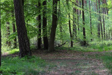 Bahar ormanlarında yemyeşil ve kır çiçekleri. Çevre projeleri, turizm ve refah içeriği için mükemmel. Yüksek çözünürlük, canlı renkler, doğal uyum atmosferi.