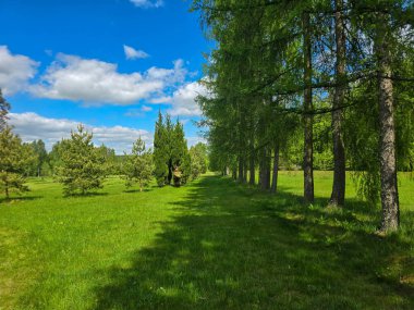 Ormanın derinliklerindeki ağaçların ve çalıların iç içe geçtiği resim gibi. Eko projeleri, medya ve tasarım için mükemmel. Yüksek çözünürlük, doğal renkler, otantik orman atmosferi.