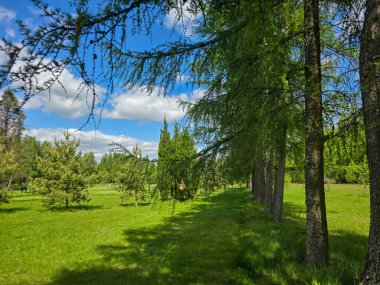 Ormanın derinliklerindeki ağaçların ve çalıların iç içe geçtiği resim gibi. Eko projeleri, medya ve tasarım için mükemmel. Yüksek çözünürlük, doğal renkler, otantik orman atmosferi.