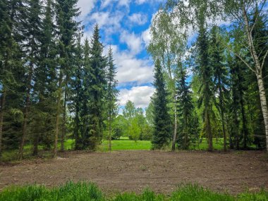 Ormanın derinliklerindeki ağaçların ve çalıların iç içe geçtiği resim gibi. Eko projeleri, medya ve tasarım için mükemmel. Yüksek çözünürlük, doğal renkler, otantik orman atmosferi.