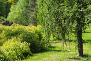 Ormanın derinliklerindeki ağaçların ve çalıların iç içe geçtiği resim gibi. Eko projeleri, medya ve tasarım için mükemmel. Yüksek çözünürlük, doğal renkler, otantik orman atmosferi.
